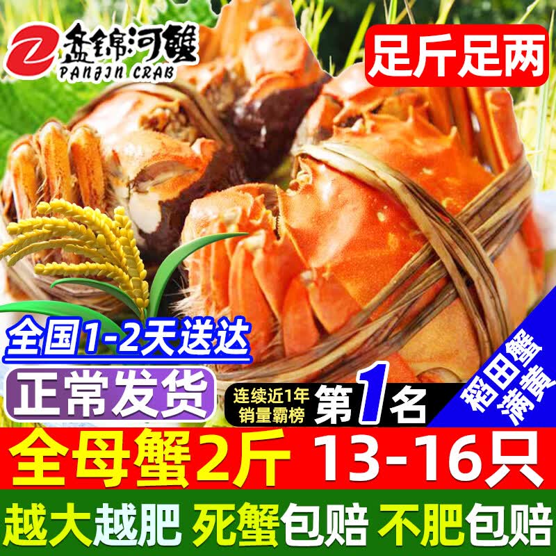 【活蟹】网兜蟹辽宁盘锦河蟹稻田河蟹礼盒螃蟹鲜活大闸蟹无绳净重 全母蟹丨1.3-1.6两【2斤】13-16只