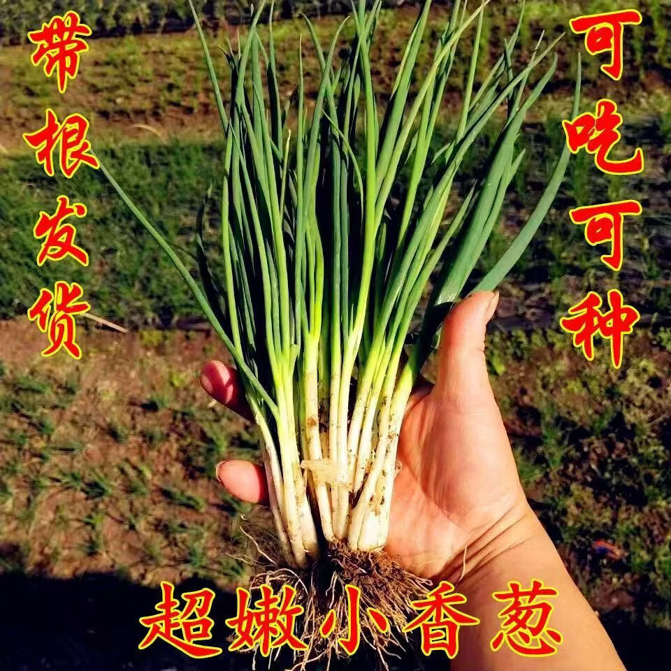 盛觅 小香葱新鲜去皮精品小葱 带箱5斤净重4.5斤  