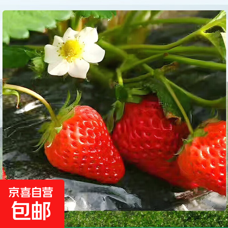 红颜四季结果阳台种草莓苗适宜南北方阳台庭院种植当年结果草莓苗 草莓苗1棵