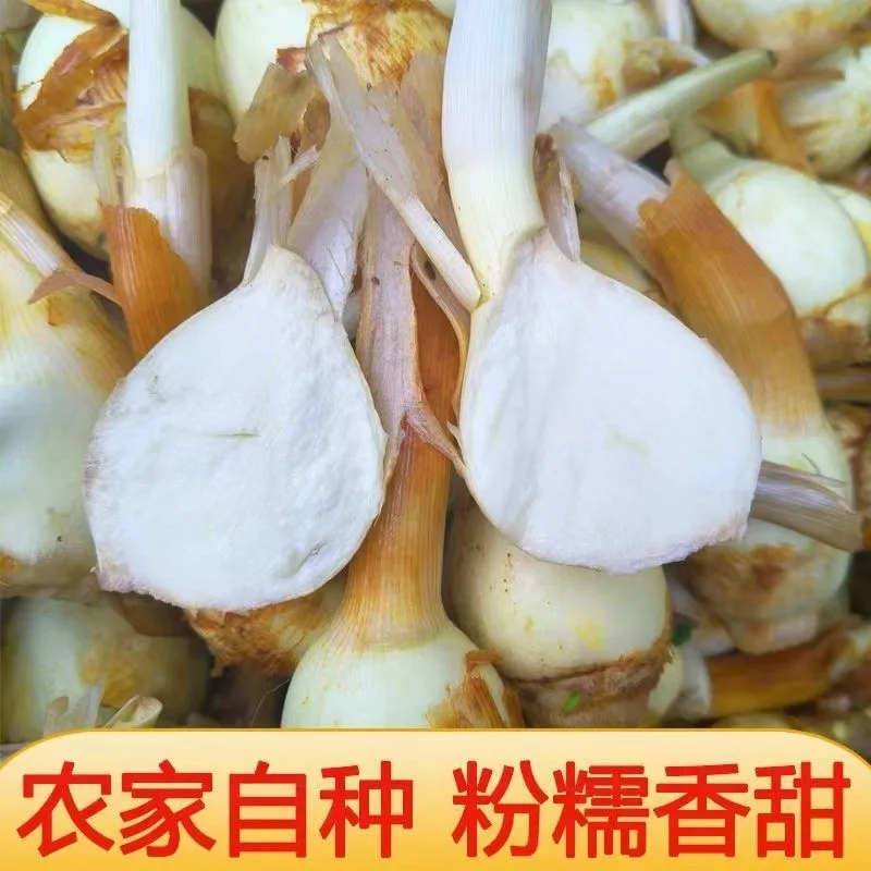 湖北特产慈姑新鲜现挖农家自种白茨菰马蹄大茨菇燕尾草芽菇 5斤