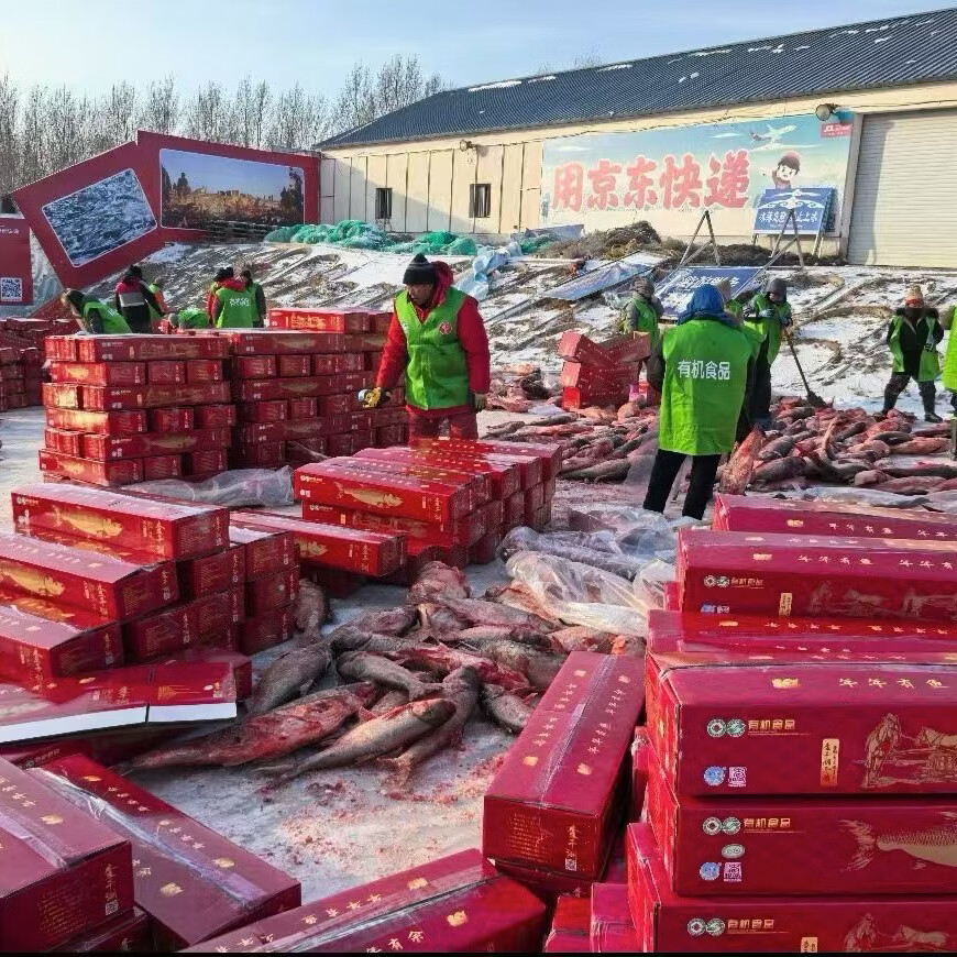 查干湖渔场直采冬捕胖头鱼年货礼盒活鱼速冻7到30斤整条假一赔十 30斤 胖头鱼镇店之宝，一鱼一码，保证正品，假一赔十