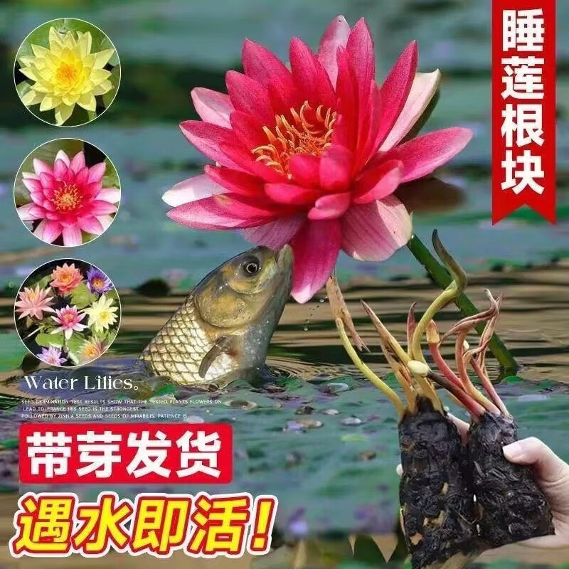 精品睡莲包活对版池塘鱼缸四季盆栽水缸莲花开花懒人 精品睡莲 科罗香水睡莲【3颗大根块】