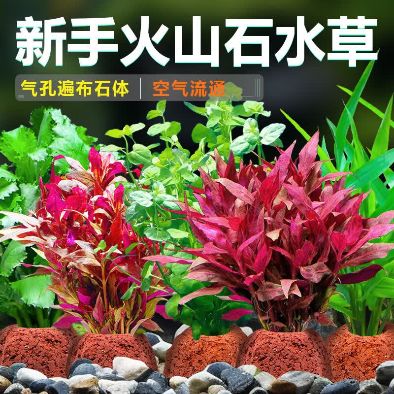 森悠（SARYOR）火山石水草植物鱼缸造景专用水培阴性蜈蚣草绿菊真草增氧绿植摆件 【火山石】迷你九