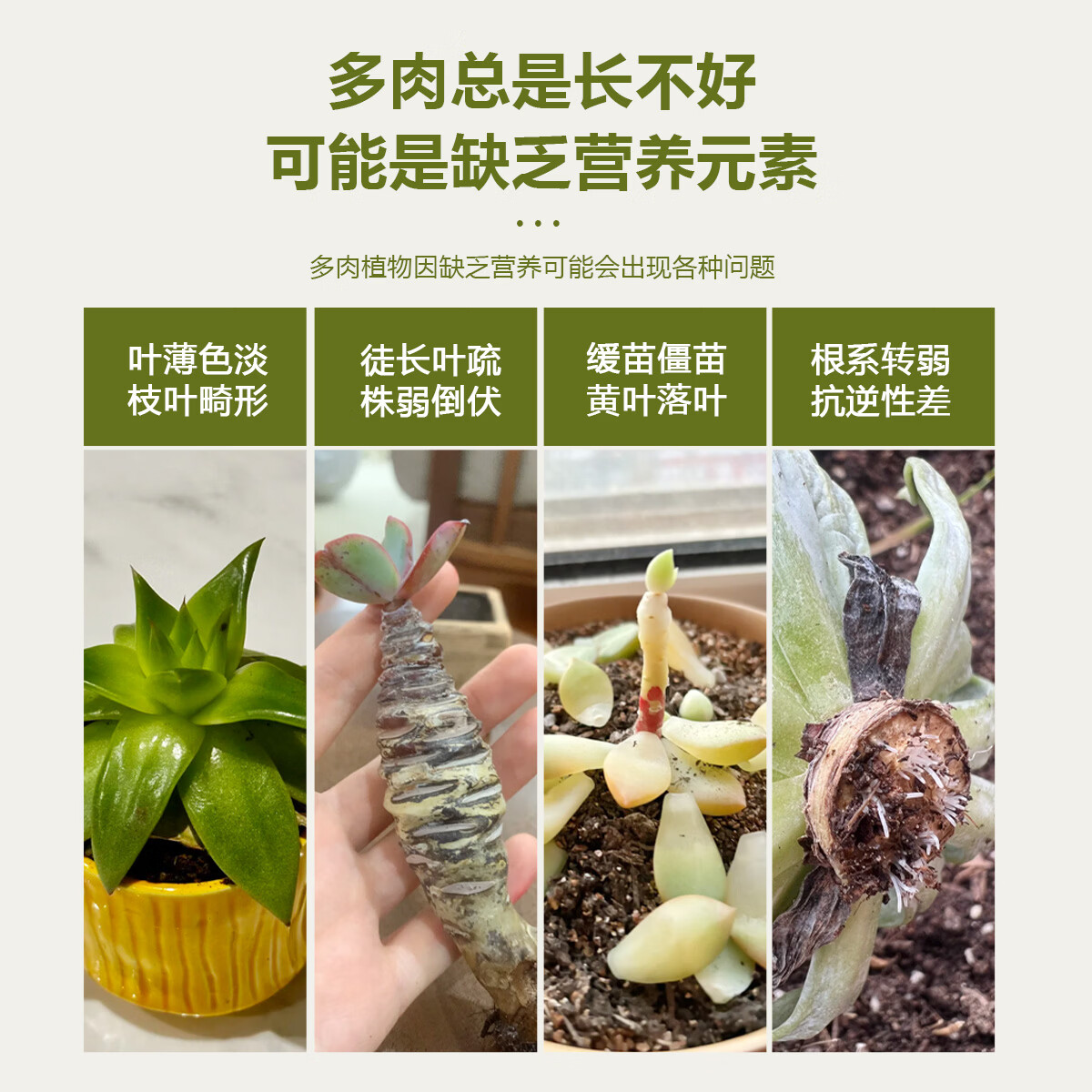 多肉营养液专用肥植物肥料水溶上色液体优芽爆芽矮壮生根素营养液 全多肉植物专用营养液1100ml