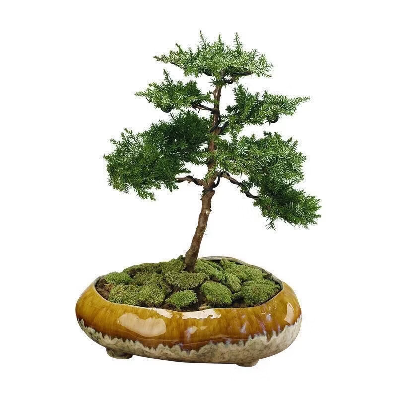 创意盆景地柏树苗迎客松造型真树盆栽手工编制室内外绿植四季常青 一手遮天+知足常乐陶瓷盆 原土球发货/送红色塑料盆