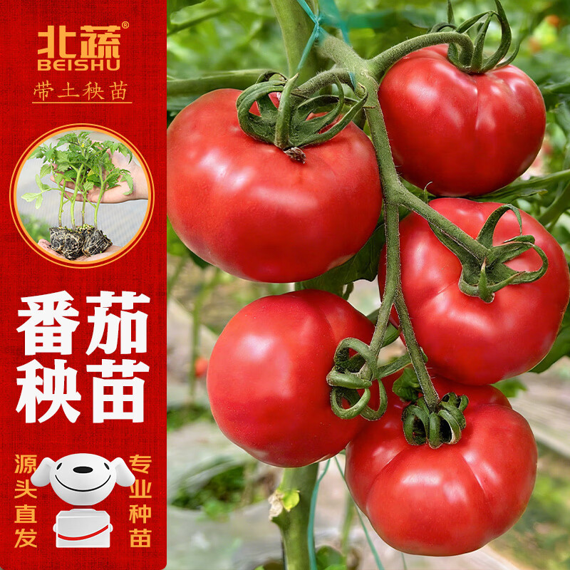 北蔬 普罗旺斯种苗大西红柿带土秧苗 普罗旺斯番茄苗6棵源头直发包邮