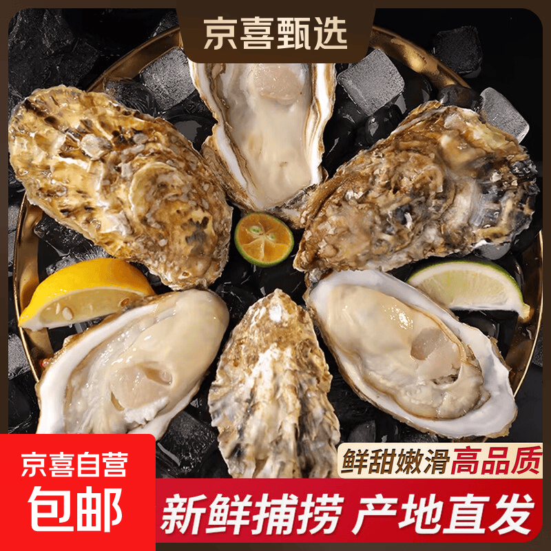 鲜活乳山生蚝乳山牡蛎2XL净重3斤9-12只生鲜海鲜源头直发烧烤食材 2XL净重3斤 9-12只