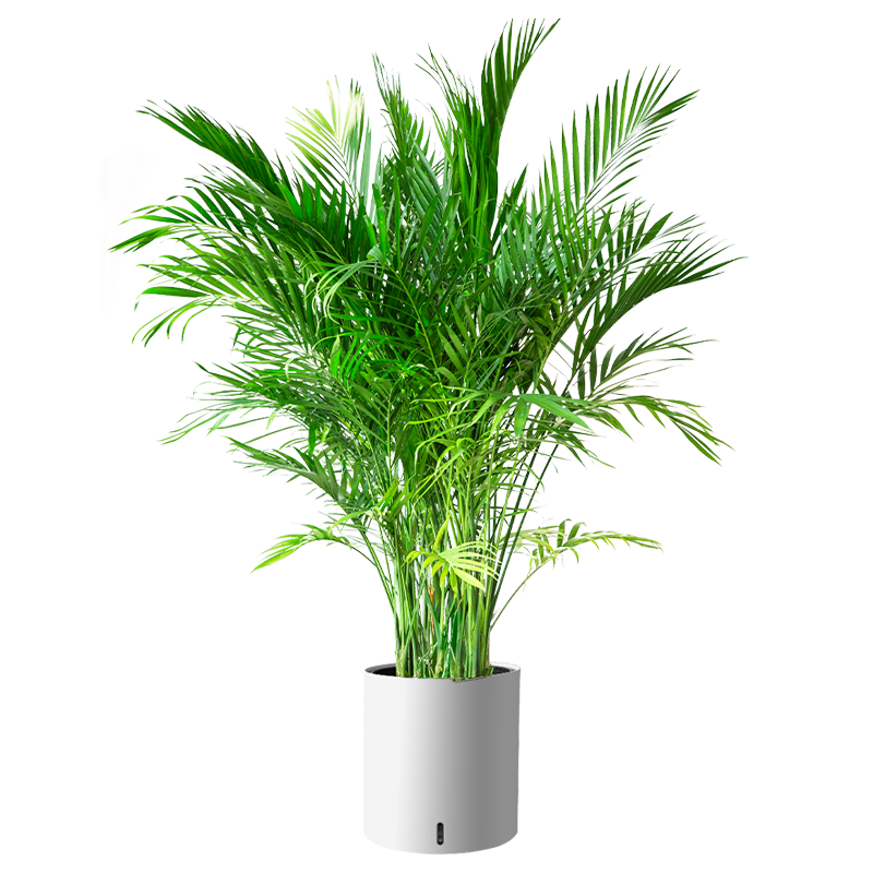 ���ڲ�����ֲ��ֲŮɢβ����ֲ������������ط������칫�Ҹ߼����ͻ����� 29.9Ԫ