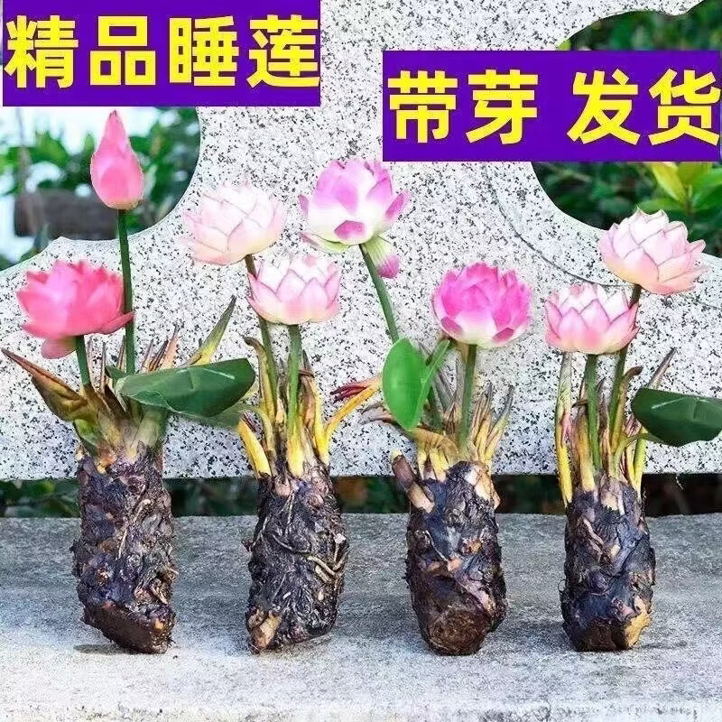 精品睡莲包活对版池塘鱼缸四季盆栽水缸莲花开花懒人 精品睡莲 科罗香水睡莲【3颗大根块】