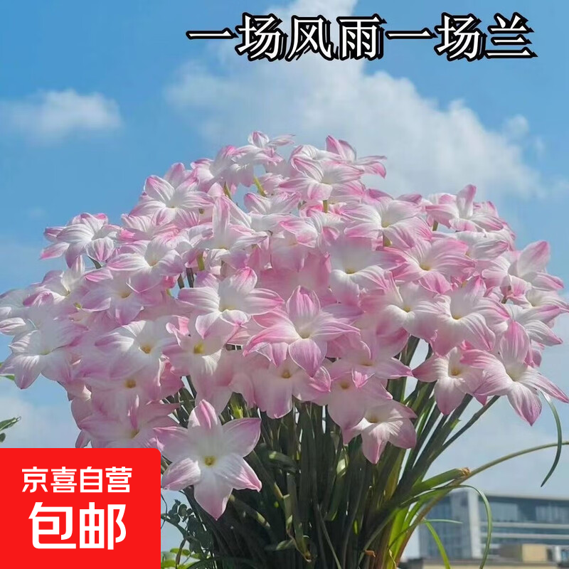 粉色石蒜易种风雨兰花卉多年生大球风雨兰韭兰花庭院阳台盆栽花卉 粉韭兰种球5个送肥料