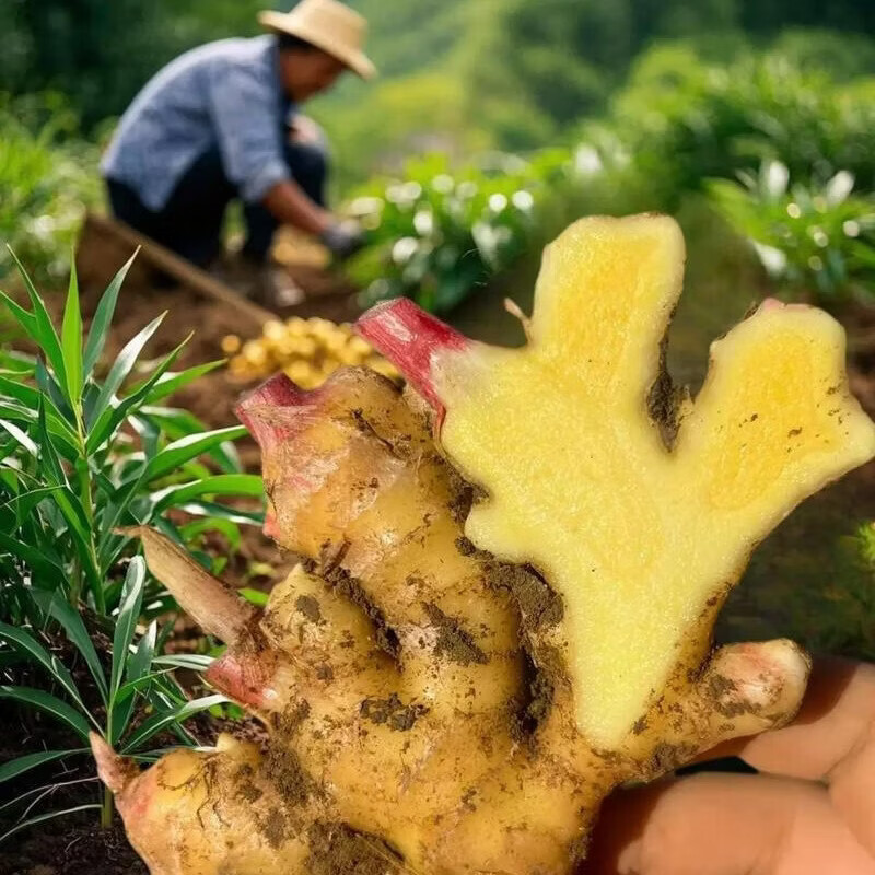 优仙果云南小黄姜 新鲜蔬菜现挖现发调味料火锅食材 【云南小黄姜】带箱5斤小块热卖