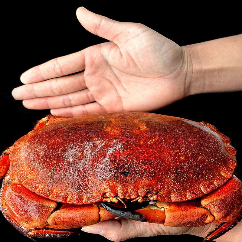 新鲜大面包蟹爱尔兰进口鲜活熟冻母蟹黄满超大黄金蟹螃蟹大皇帝蟹 老虎蟹【60-100g/只】*4只