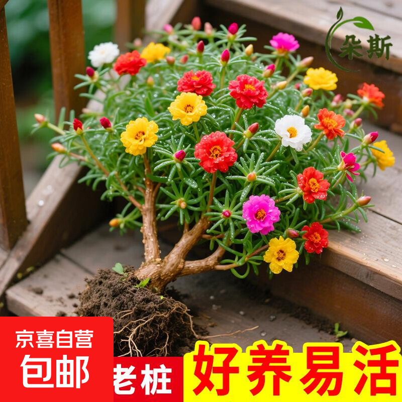 重瓣太阳花老桩多色多季开花植物太阳花苗带根耐寒庭院阳台易养活 多色重瓣太阳花老桩2颗