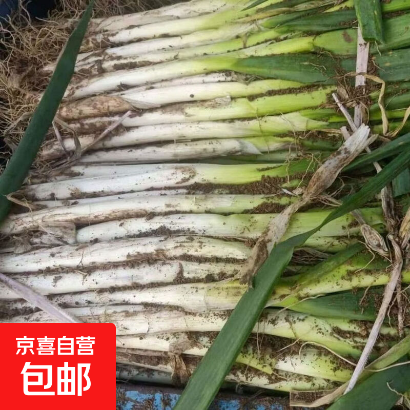 超低价河南大葱新鲜便宜特级蔬菜无去皮农家脆甜铁杆自种正宗 河南大葱+带皮易储存带箱5斤装