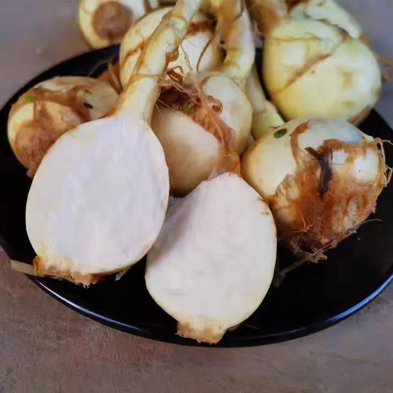 湖北特产慈姑新鲜现挖农家自种白茨菰马蹄大茨菇燕尾草芽菇 5斤