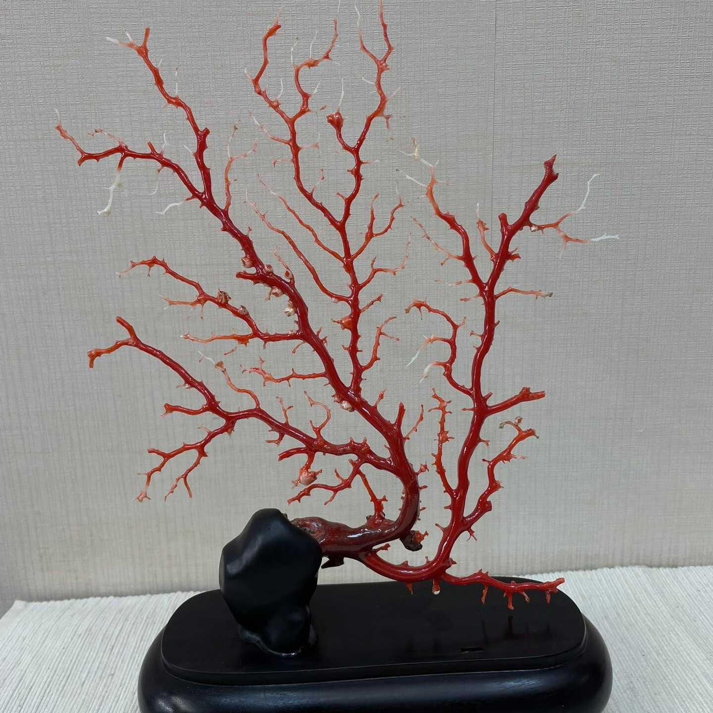 兆浤珊瑚树摆件 原枝树形 阿卡珊瑚摆件