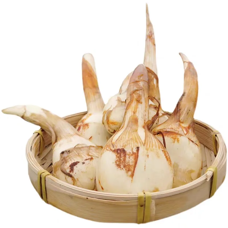 湖北特产慈姑新鲜现挖农家自种白茨菰马蹄大茨菇燕尾草芽菇 5斤