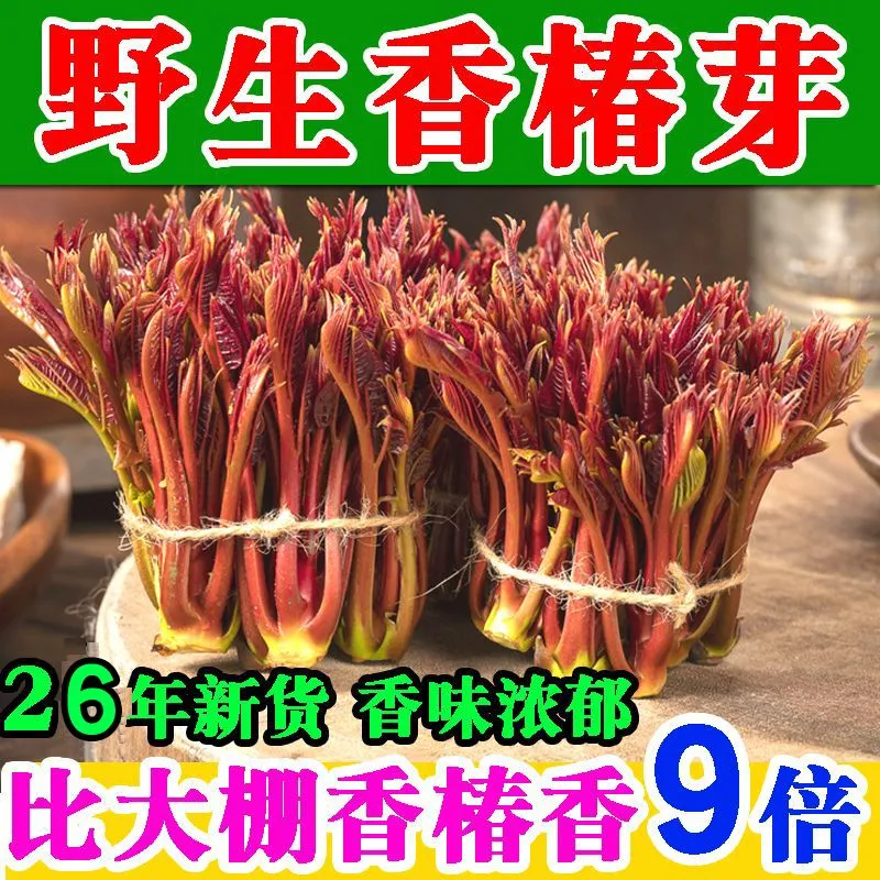 野生香椿芽嫩芽现摘新鲜头茬四川特产正宗香椿头露天春芽应季蔬菜 高效冰袋保鲜(比大棚香椿香9倍 2斤 京东折扣/优惠券