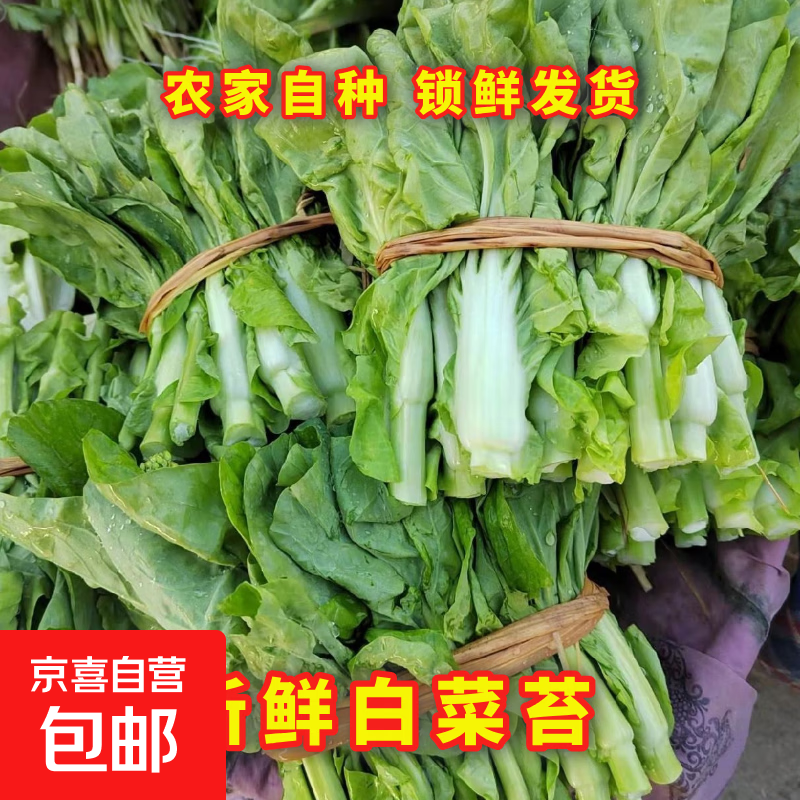 【霜打菜】农家露天白菜苔紫菜苔菜心农家自种现摘现发当季蔬菜 湖北农家自种 泡沫箱发货 净重5斤