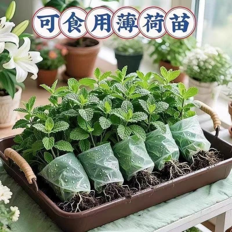 新鲜可食用薄荷盆栽泡茶四季常青好养易活薄荷叶苗阳台驱蚊绿植物 发2盆薄荷＋2个加仑盆 精选食用薄荷苗整体10-15高哦