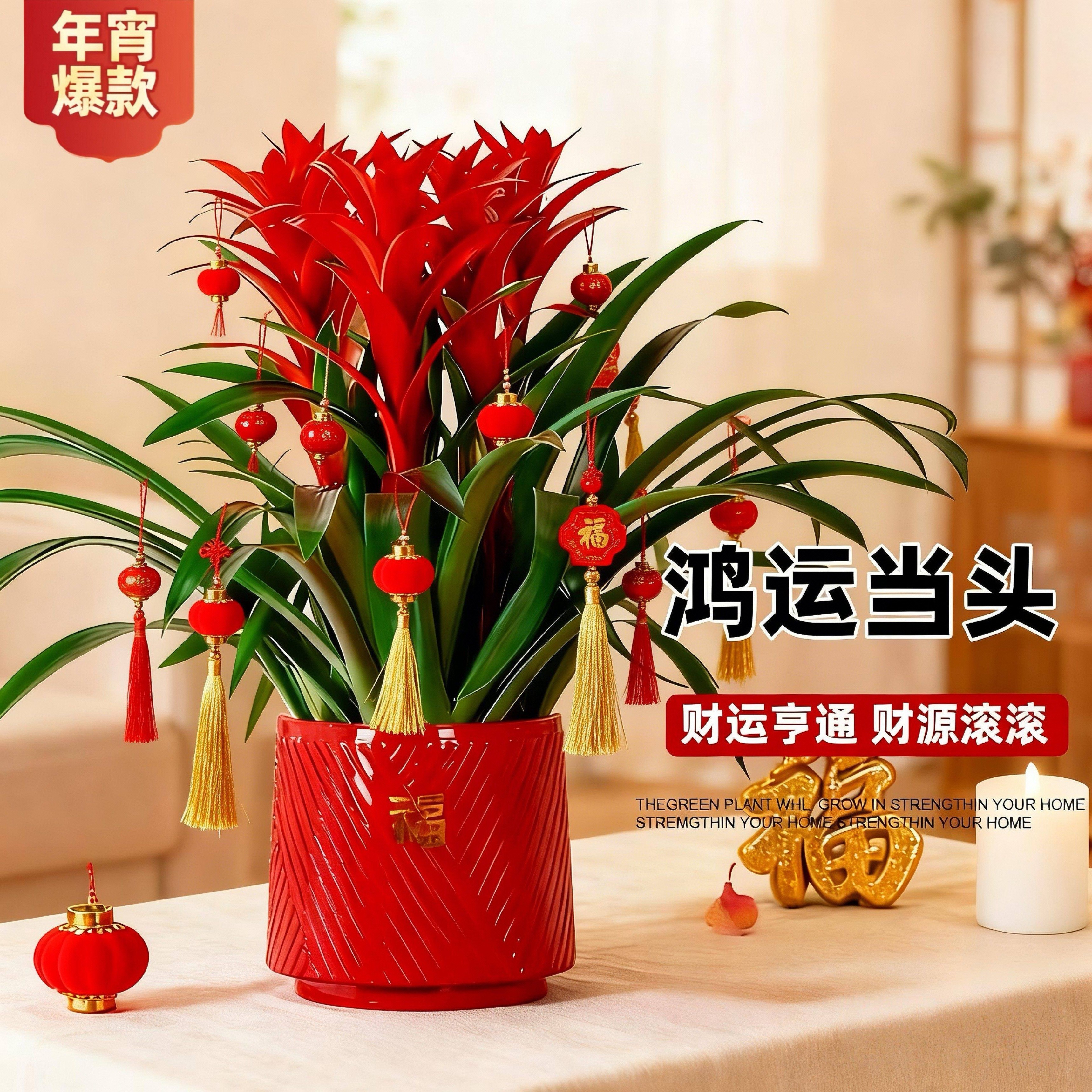鸿运当头带花盆栽年宵花卉绿植客厅桌面旺宅真花四季好养绿植物 鸿运当头-原盆原土1盆