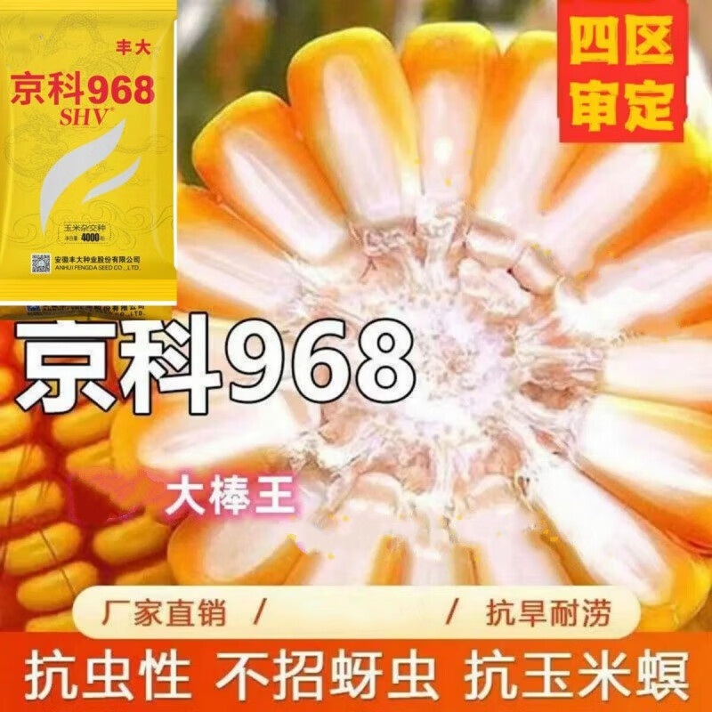 丰大京科968玉米种子抗旱矮杆抗病大棒抗倒农科院育种 一袋4400粒