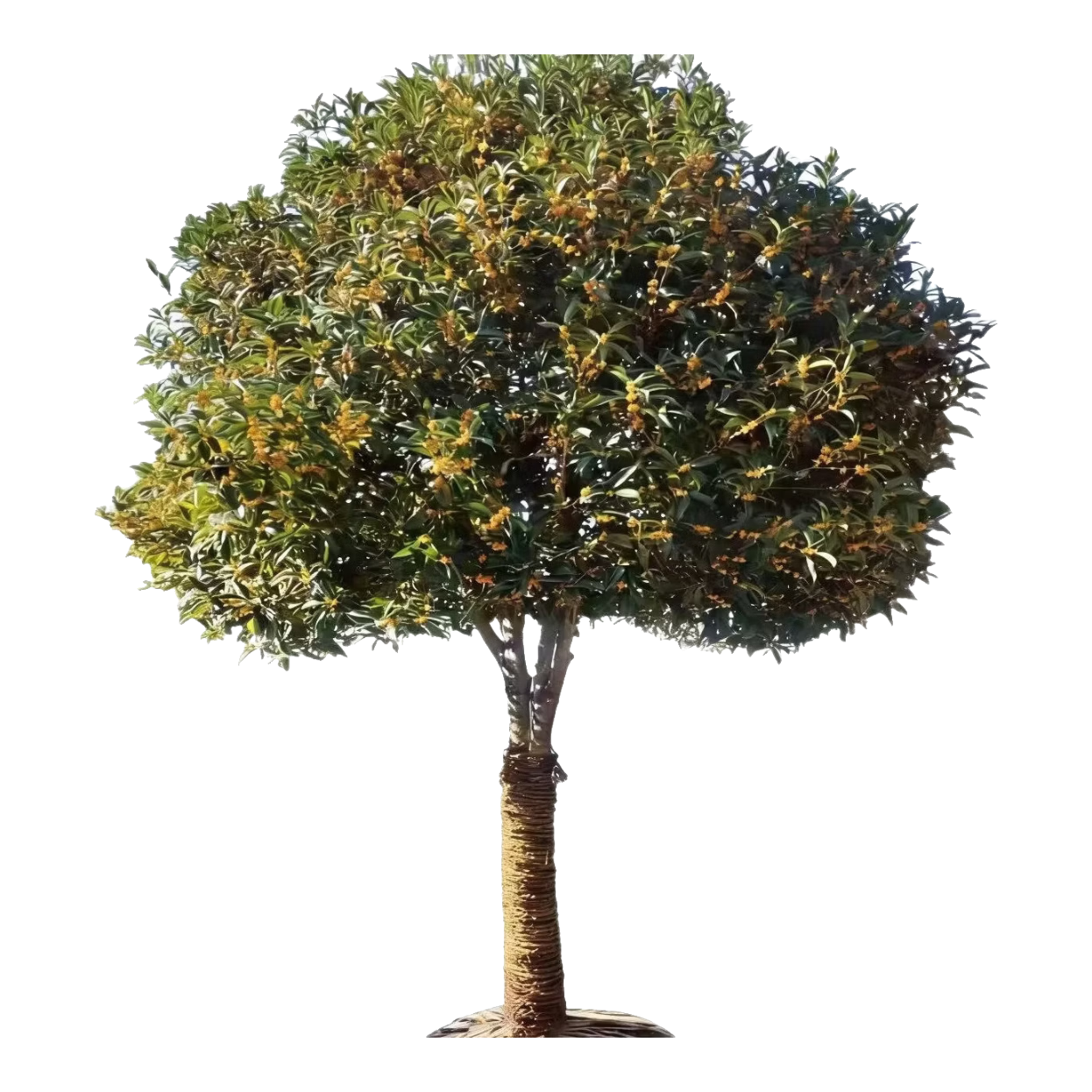 ����ع��������ļ������ԭ��������Ũ���͵�������ͥԺ����״Ԫ�� ��� ���̼��Ƽ���4���ִ�-��1.4��