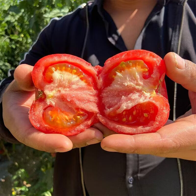 鲁韵忆乡山东普罗旺斯西红柿 沙瓤可生吃番茄酸甜多汁西红柿子新鲜蔬菜 普罗旺斯西红柿带箱 5斤