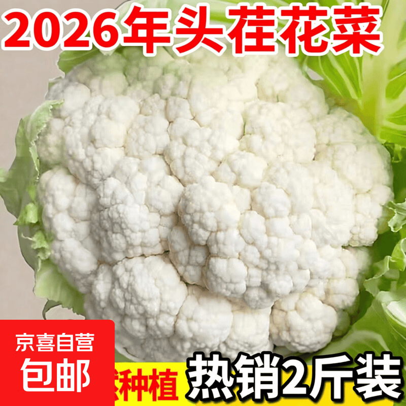 新鲜蔬菜农家现摘传统白菜花应季时令食材生鲜西兰花超市买菜批发 山东白花净重1.8斤