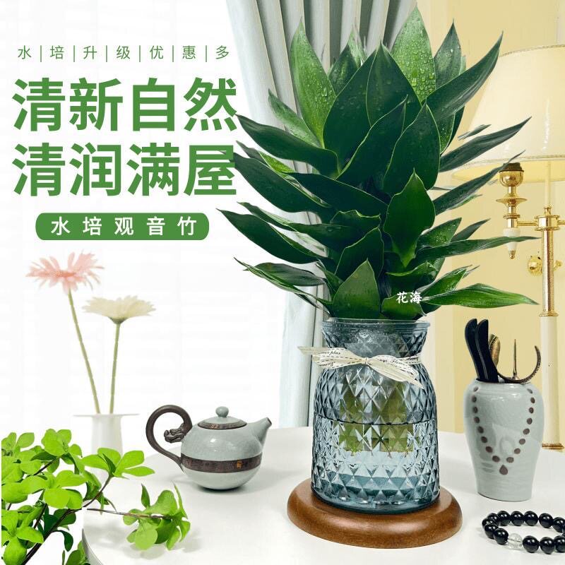 观音竹富贵竹水培植物轻奢花卉绿植办公室内盆栽四季常青好养活 富贵竹3颗【1盆】