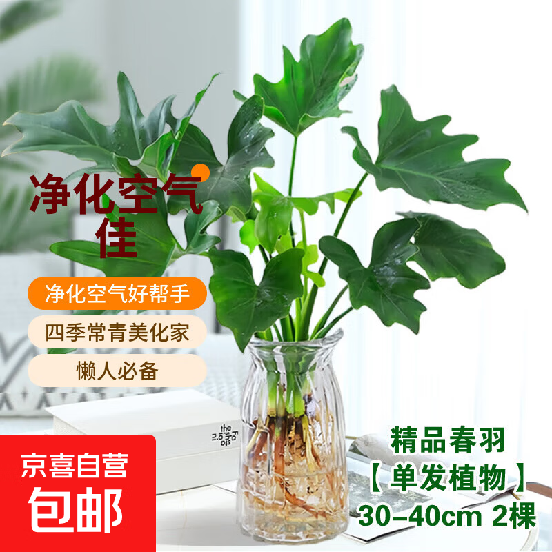 年宵花富贵竹龙鳞春羽水培植物春节过年装饰绿萝盆栽花卉绿植年货 精品春羽30-40cm【2棵】送营养液