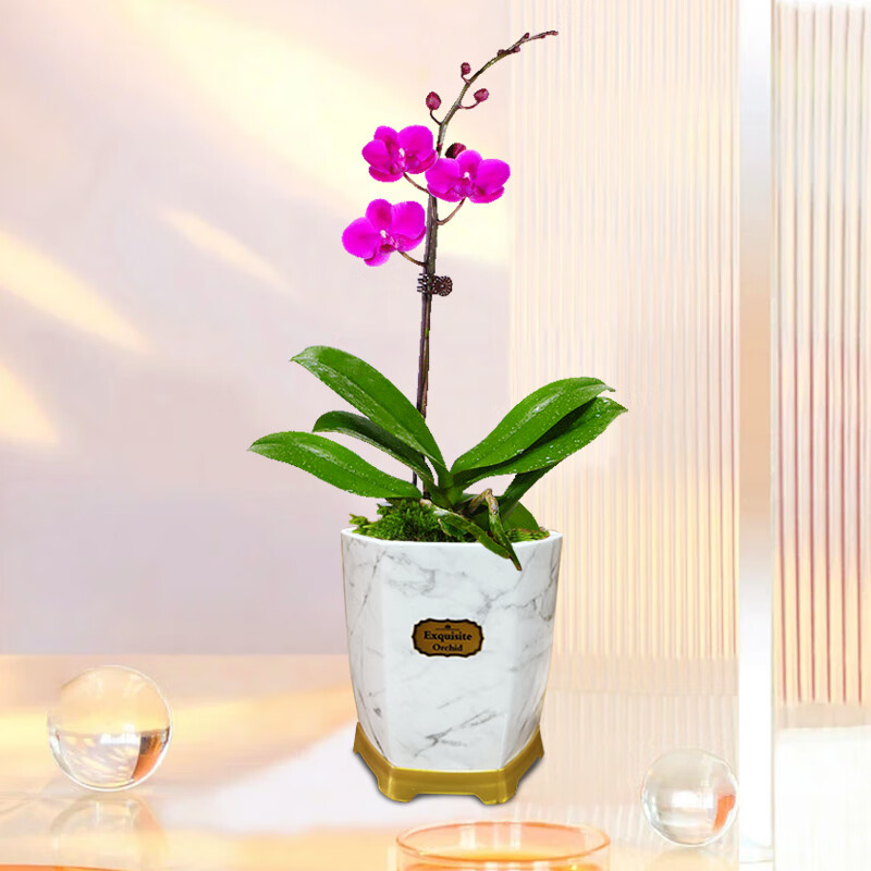 劉閣蘭花蝴蝶兰满天红现带花苞出售绿植花卉盆栽 一盆带1支花剑带瓷