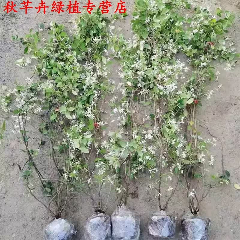 秋芊卉笔尖茉莉花盆栽室内花卉观花植物四季好养开花不断香水茉莉绿植 风车茉莉90-100CM高一颗 原土发货