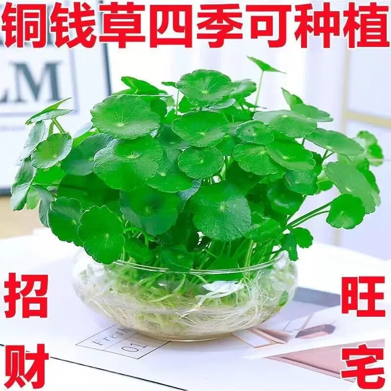 铜钱草招财水培植物办公室桌面盆栽金钱草花卉室内水养绿植吸甲醛 铜钱草【水培土培都可以】 铜钱草带土带叶251-300根+营养液