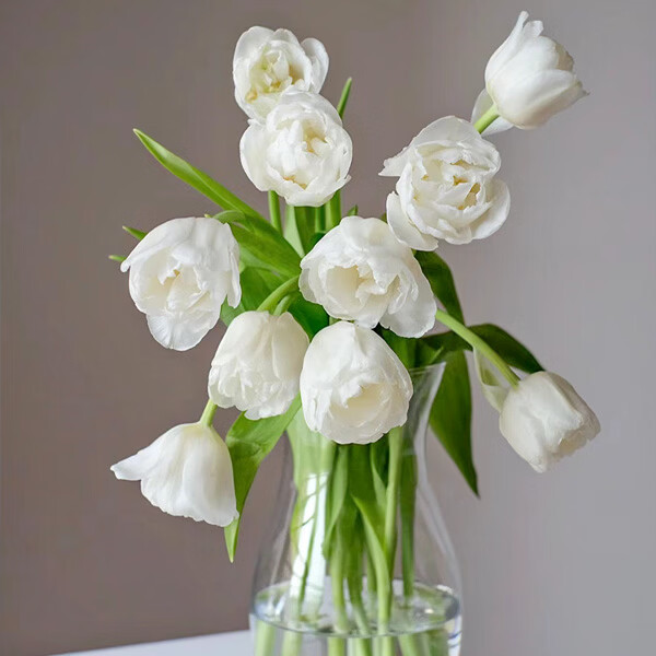 重瓣郁金香白色鲜花花束花礼室内水养鲜切花插花云南基地直发 A级(10枝)