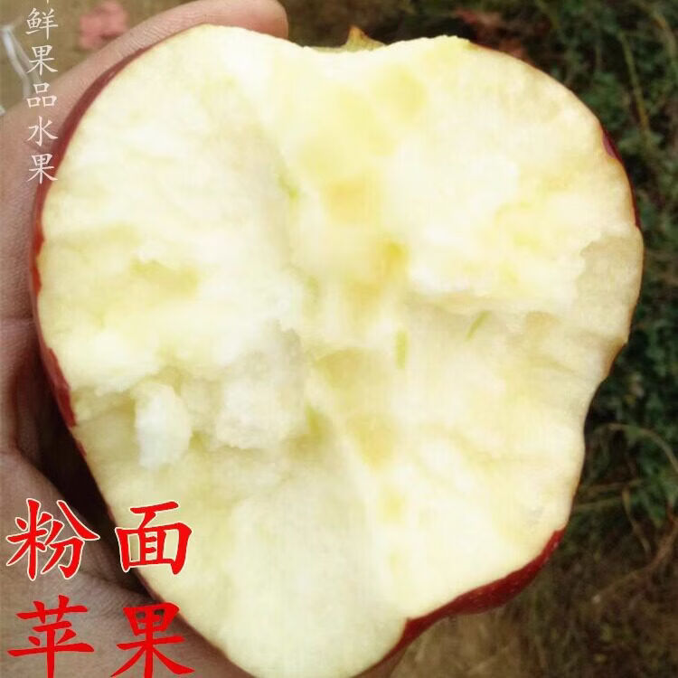 鲜甘肃水牛苹果元帅软糯沙粉面香甜红果蛇老人孕妇应季水果 4点5斤 70mm含75mm不含