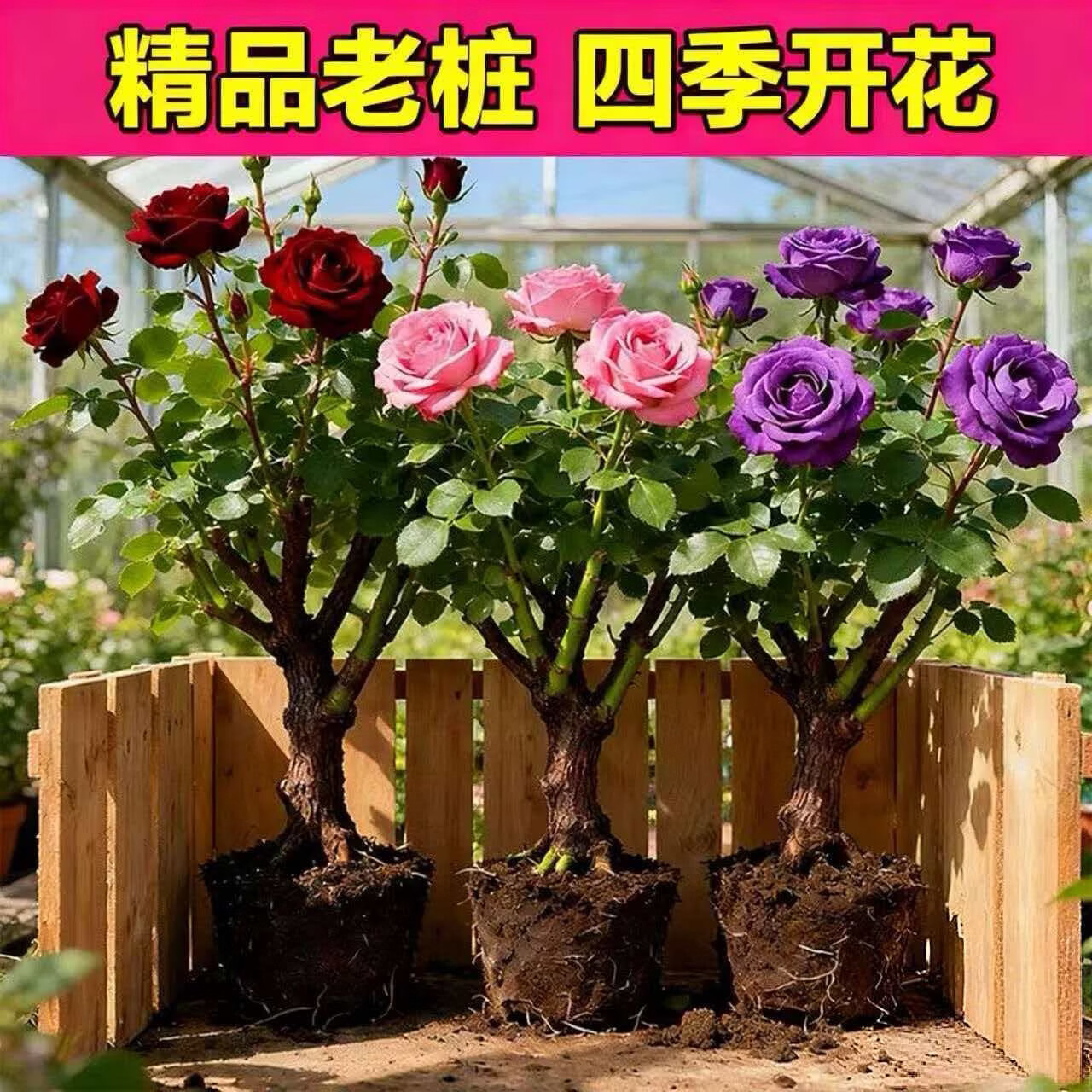 【苗圃直发】玫瑰老桩花苗好养活浓香型花卉阳台庭院耐寒四季404 七彩玫瑰老桩苗-10厘米高 【随机搭配】3棵老桩