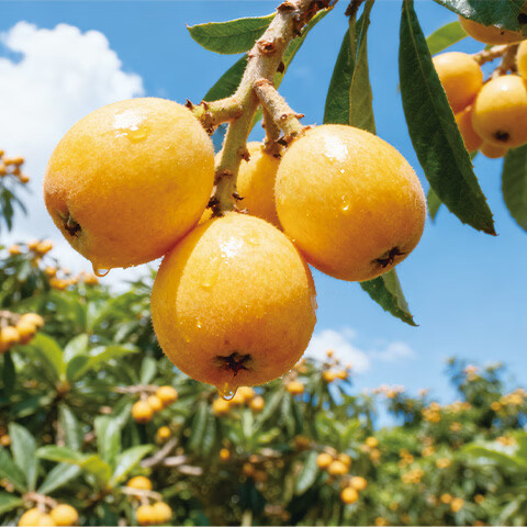 异果恋攀枝花米易枇杷大五星枇杷【JD】时令新鲜水果甜枇杷礼盒装送礼 彩箱净重1.2斤（单果20g+）