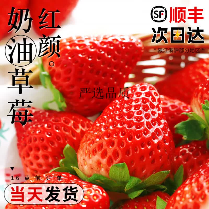 红颜奶油草莓99红颜牛奶大奶油新鲜水果礼盒当季整箱 500g 中果(单果15-20g) 顺丰送上门