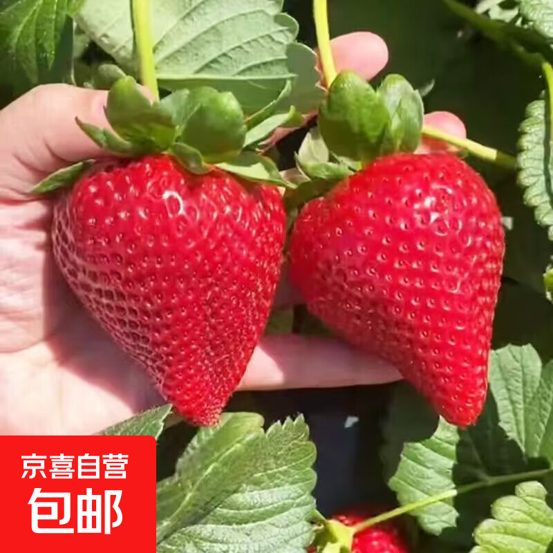 【亏本冲量】四季盆栽草莓苗北方地栽南方阳台带盆带土发货 奶油草莓1棵【带育苗盆发货】