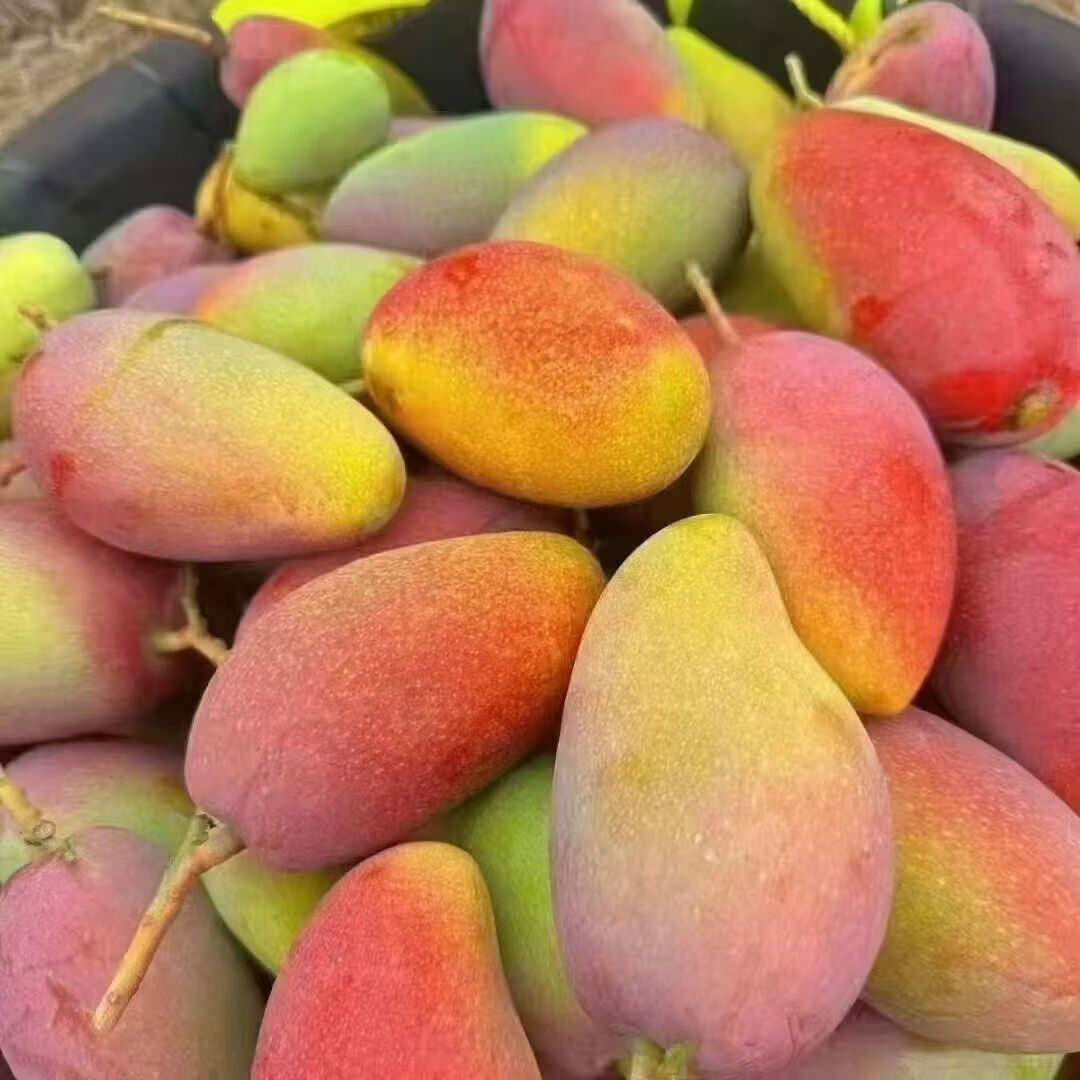 �ٽ��ۡ����׵������ں��Ϲ���â ���ʱ�Ƥâ�� ����5�ﾻ��4.5�� ����70g��    6.5Ԫ/����5���������