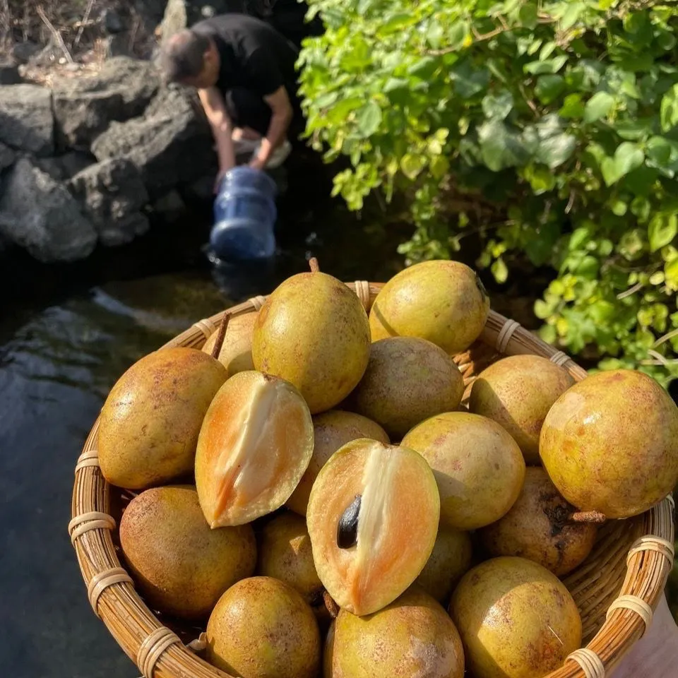 海南人心果人参果罕见水果养生圣果巨甜多汁老树现摘批发整箱包邮 精选大果 5斤