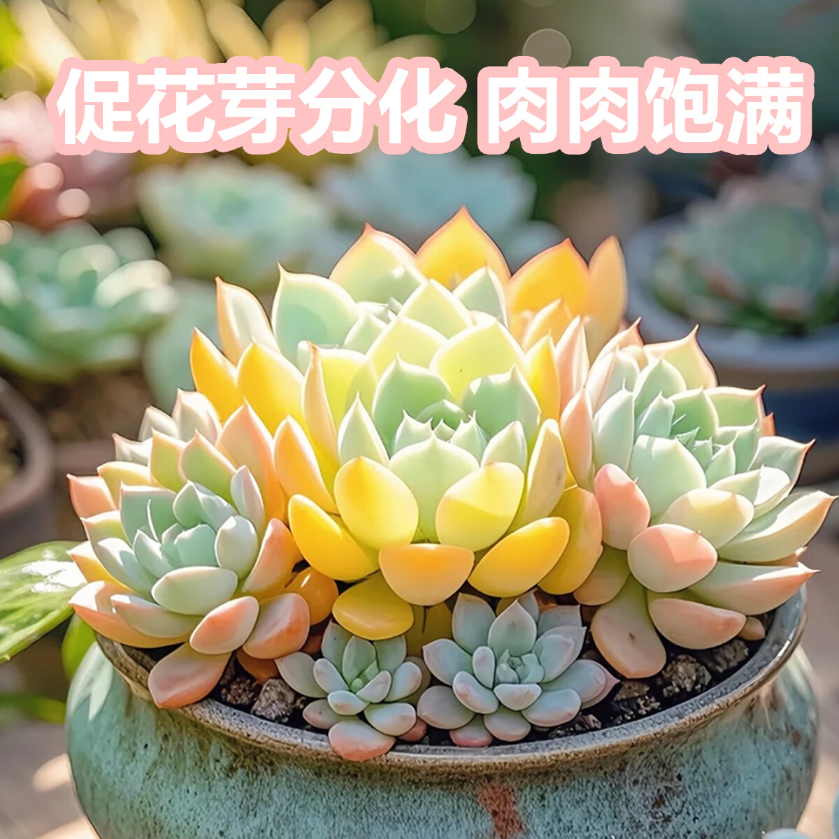 优芽素多肉专用促多头侧芽细胞分裂素促芽促生长催芽矮胖素爆芽素 【防治黑腐烂根】多肉专用营养液1100ml