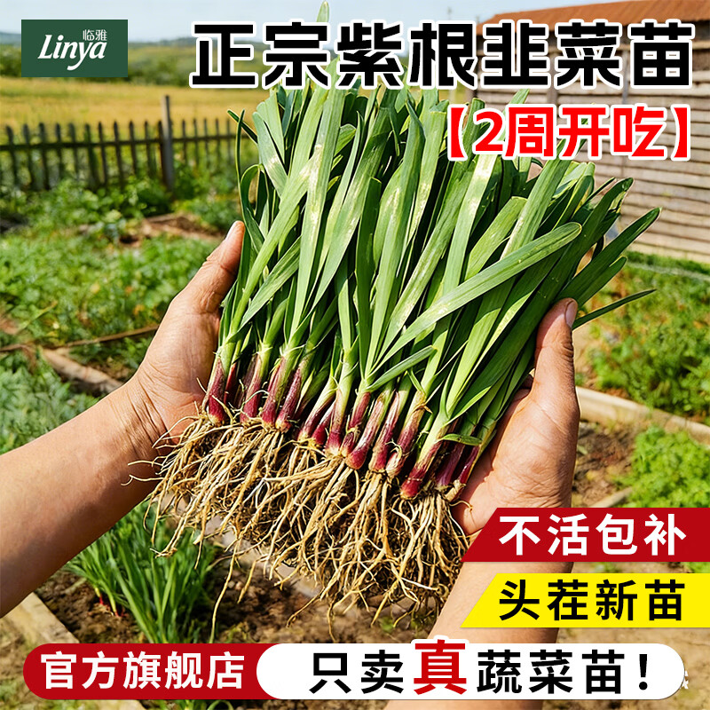 临雅四季韭菜根苗紫根红根大叶宽叶带土农家韭菜根老品种韭菜种籽种子 【旗舰款】粗紫根韭菜苗100棵