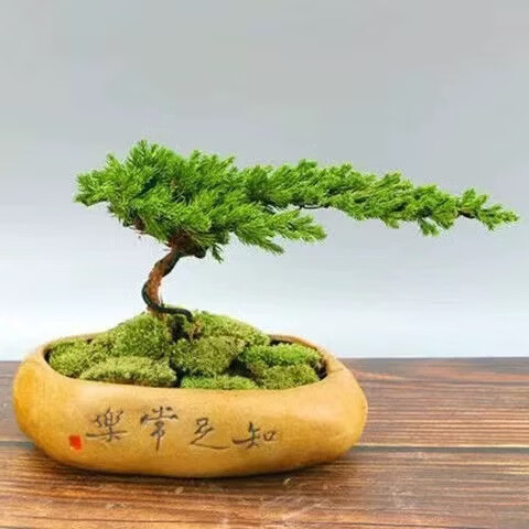 创意盆景地柏树苗迎客松造型真树盆栽手工编制室内外绿植四季常青 一手遮天+知足常乐陶瓷盆 原土球发货/送红色塑料盆