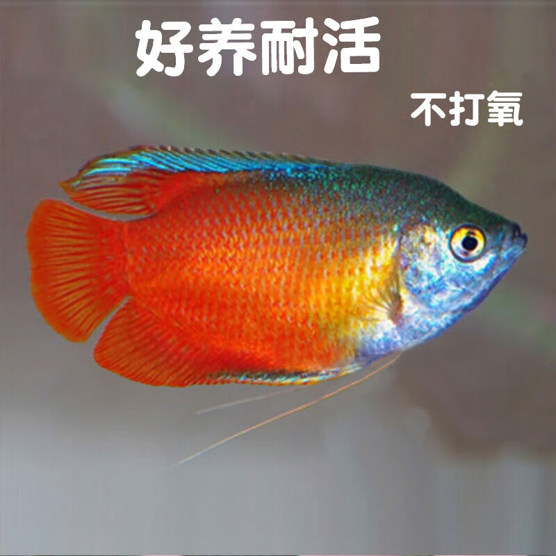 血丽丽活体草缸鱼淡水鱼新手练手鱼宠物鱼好养耐活不打氧气观赏鱼冷水