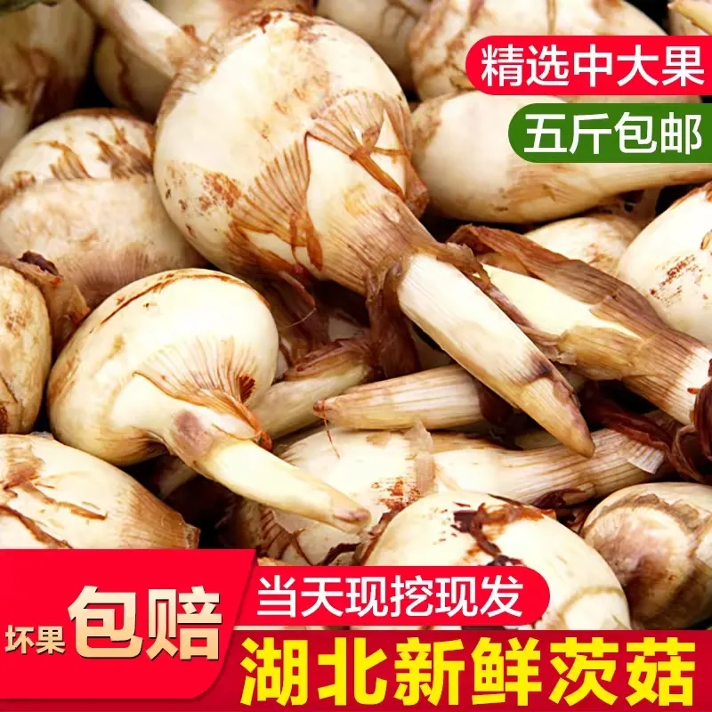 湖北特产慈姑新鲜现挖农家自种白茨菰马蹄大茨菇燕尾草芽菇 5斤 京东折扣/优惠券