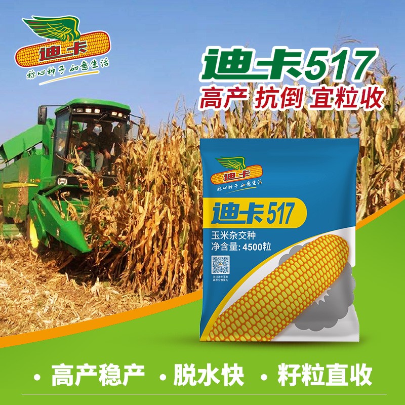 迪卡玉米种子正品保障 迪卡009抗旱耐瘠 4200粒 主销贵州广西云南