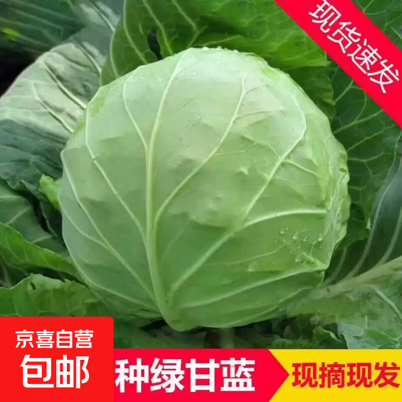 寿光绿甘蓝包心菜牛心菜莲花大白菜卷心菜应季绿叶蔬菜产地直发 带箱5-5.5斤（2-3颗 净重5斤）
