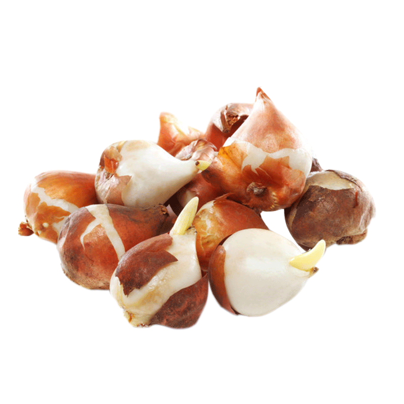 ���ͺ���ˮ������������ļ��������Ի���ֲ�������ֲ���ܺ����� ������/��ɫ���ܳ�11/12cm�� 5����ˮ���ײ� 11.99Ԫ